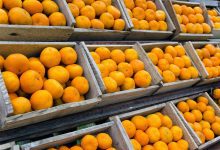 Governo estabelece novos valores mínimos para laranja e café visando apoiar produtores na safra 20242025