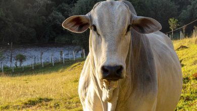 Setor Agropecuário Brasileiro Alcança Marca Histórica de Exportações