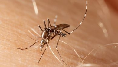 Tendência positiva Casos de dengue diminuem no Rio de Janeiro